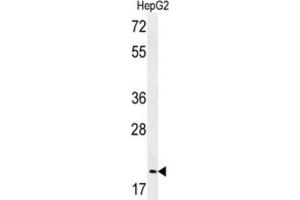 Western Blotting (WB) image for anti-Geminin, DNA Replication Inhibitor (GMNN) antibody (ABIN3002270) (Geminin 抗体)