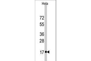 Western blot analysis of IFITM3 polyclonal antibody  in HeLa cell line lysates (35 ug/lane). (IFITM3 抗体  (Internal Region))