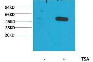 Western Blot (WB) analysis of extracts from HeLa cells, untreated (-) or treated with TSA (1muM, 18 hr+), using Acetyl- a-tubulin(Lys40) Mouse Monoclonal Antibody 1:2000. (alpha Tubulin 抗体  (acLys40))