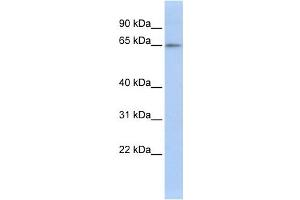 Western Blotting (WB) image for anti-Zinc Finger Protein 619 (ZNF619) antibody (ABIN2458226) (ZNF619 抗体)