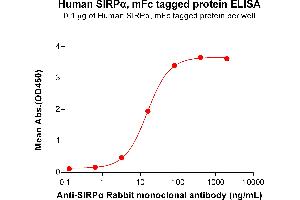 Signal-Regulatory Protein alpha (SIRPA) (AA 31-373) protein (mFc Tag)