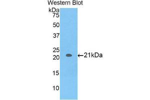 Western Blotting (WB) image for anti-Toll-Like Receptor 3 (TLR3) (AA 404-532) antibody (ABIN3205676) (TLR3 抗体  (AA 404-532))