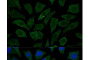 Immunofluorescence (IF) image for anti-Cytochrome C Oxidase Assembly Homolog 15 (COX15) antibody (ABIN7258036)
