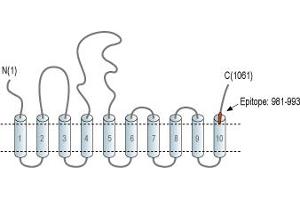 Representative domain view of the target of ABIN7234836. (ATPase, Ca++ Transporting, Ubiquitous (ATP2A3) Peptide)