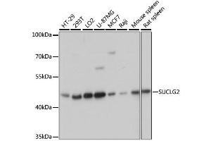 Western blot analysis of extracts of various cell lines, using SUCLG2 antibody. (SUCLG2 抗体  (AA 50-300))