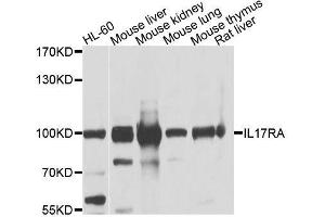 Western blot analysis of extracts of various cell lines, using IL17RA antibody.