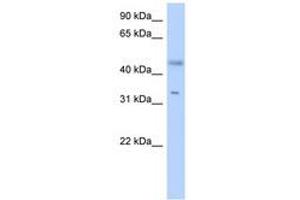 Image no. 1 for anti-Epidermal Retinal Dehydrogenase 2 (RDHE2) (AA 179-228) antibody (ABIN6741154) (SDR16C5 抗体  (AA 179-228))
