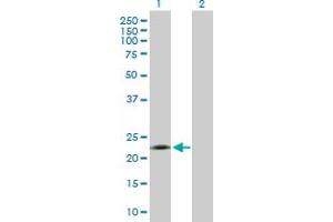 Western Blot analysis of EFNA1 expression in transfected 293T cell line by EFNA1 MaxPab polyclonal antibody. (Ephrin A1 抗体  (AA 1-205))