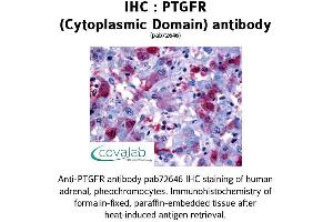 Image no. 1 for anti-Prostaglandin F Receptor (FP) (PTGFR) (1st Cytoplasmic Domain) antibody (ABIN1738569) (PTGFR 抗体  (1st Cytoplasmic Domain))