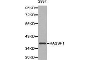 Western Blotting (WB) image for anti-Ras Association (RalGDS/AF-6) Domain Family Member 1 (RASSF1) antibody (ABIN1874555) (RASSF1 抗体)
