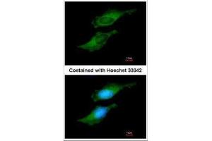 Immunofluorescence (IF) image for anti-Farnesyl Diphosphate Synthase (FDPS) antibody (ABIN2856081)
