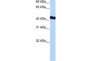 WB Suggested Anti-GTF2A1L Antibody Titration:  0. (GTF2A1L 抗体  (C-Term))