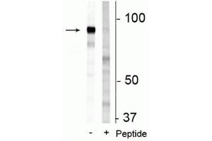 Western blot of 3T3 cell lysate showing specific immunolabeling of the ~83 kDa FAM129B protein phosphorylated at Ser679/683 in the first lane (-). (MEG3 抗体  (pSer679, pSer683))