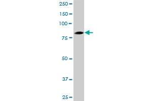 FBXO34 MaxPab polyclonal antibody. (FBXO34 抗体  (AA 1-711))