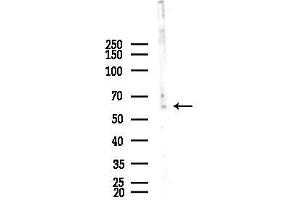 Western blot analysis of lysates from COLO205 cells, using PDE1B Antibody at 1/1000 dilution.