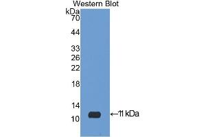 Western Blotting (WB) image for anti-Insulin-Like Growth Factor 2 (IGF2) (AA 25-91) antibody (ABIN3209572) (IGF2 抗体  (AA 25-91))