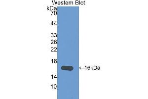 Western Blotting (WB) image for anti-Interleukin 17F (IL17F) (AA 31-163) antibody (ABIN1175238) (IL17F 抗体  (AA 31-163))