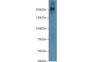 Western blot analysis of Mouse Placenta lysate, using Mouse FN Antibody (1 µg/ml) and HRP-conjugated Goat Anti-Rabbit antibody ( (Fibronectin 抗体  (AA 2117-2236))