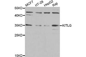 Western blot analysis of extracts of various cell lines, using KITLG antibody (ABIN5974992) at 1/1000 dilution. (KIT Ligand 抗体)