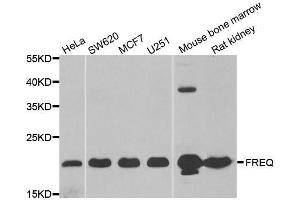 Western blot analysis of extracts of various cell lines, using NCS1 antibody. (NCS1 抗体  (AA 1-190))