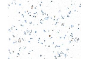 Immunocytochemistry (ICC) image for anti-Transcription Factor MafA (MAFA) (AA 125-175) antibody (ABIN7449538)