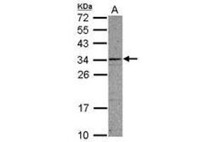 Image no. 1 for anti-Coiled-Coil Domain Containing 107 (CCDC107) (AA 30-267) antibody (ABIN1497122) (CCDC107 抗体  (AA 30-267))