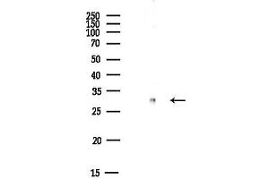 Western blot analysis of lysates from Mouse liver, using 14-3-3 beta Antibody at 1/1000 dilution.