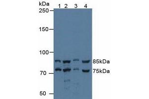 Western blot analysis of (1) Human 293T Cells, (2) Human HeLa cells, (3) Porcine Liver Tissue and (4) Porcine Kidney Tissue. (Protein Red (IK) (AA 1-192) 抗体)