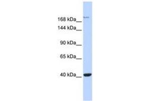 Image no. 1 for anti-Glutamate Receptor, Ionotropic, N-Methyl D-Aspartate 2a (GRIN2A) (AA 1115-1164) antibody (ABIN6742541) (NMDAR2A 抗体  (AA 1115-1164))