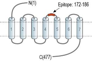Representative domain view of the target of ABIN7884892.