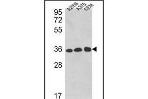 Western blot analysis of GDH Antibody (C-term ) 7873b in , , CEM cell line lysates (35 μg/lane). (GAPDH 抗体  (C-Term))