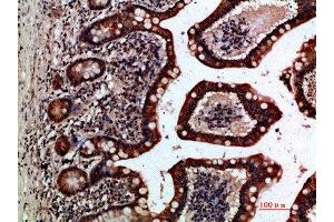 Immunohistochemical analysis of paraffin-embedded human-small-intestine, antibody was diluted at 1:200 (GREM2 抗体  (AA 71-120))