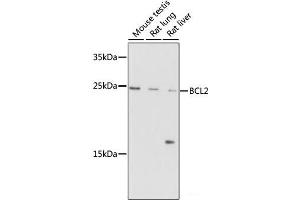 Western blot analysis of extracts of various cells using Bcl-2 Polyclonal Antibody at dilution of 1:1000. (Bcl-2 抗体)