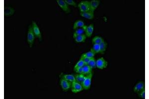 Immunofluorescent analysis of HepG2 cells using ABIN7165446 at dilution of 1:100 and Alexa Fluor 488-congugated AffiniPure Goat Anti-Rabbit IgG(H+L) (FAM171B 抗体  (AA 59-353))