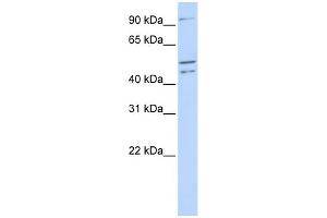 WB Suggested Anti-CLOCK Antibody Titration:  0. (CLOCK 抗体  (N-Term))
