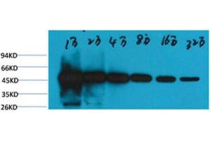 Western Blot (WB) analysis of HeLa, with beta-tubulin-HRP Conjugated diluted at 1:10,000, 20,000, 40,000, 80,000, 160,000, 320,000. (TUBB 抗体  (HRP))
