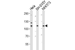 Western blot analysis of lysates from Hela. (EPH Receptor B3 抗体  (AA 350-382))