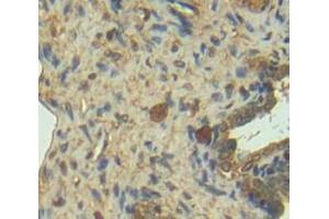 IHC-P analysis of Mouse Tissue, with DAB staining. (Granzyme D 抗体  (AA 33-245))