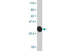 Western Blot detection against Immunogen (37. (PCDHGB2 抗体  (AA 94-199))