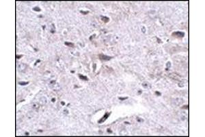 Immunohistochemistry of LRFN3 in mouse brain tissue with this product at 2. (LRFN3 抗体  (Center))