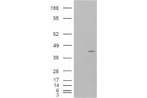 Image no. 2 for anti-Neutrophil Cytosolic Factor 4, 40kDa (NCF4) (Internal Region) antibody (ABIN374770) (NCF4 抗体  (Internal Region))