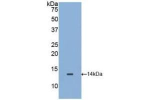Western blot analysis of recombinant Mouse MIF. (MIF 抗体  (AA 4-112))