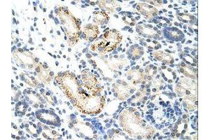 Image no. 1 for anti-Nucleolar Complex Associated 4 Homolog (NOC4L) (AA 401-450) antibody (ABIN6736234) (NOC4L 抗体  (AA 401-450))