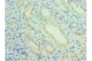 Immunohistochemistry of paraffin-embedded human kidney tissue using ABIN7162944 at dilution of 1:100 (Peroxiredoxin 5 抗体  (AA 53-214))