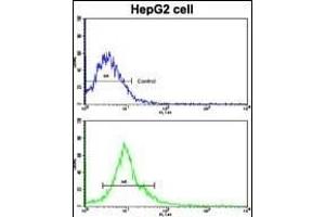 Flow cytometric analysis of HepG2 cells using FR Antibody (N-term)(bottom histogr) compared to a negative control cell (top histogr). (AMFR 抗体  (AA 571-601))
