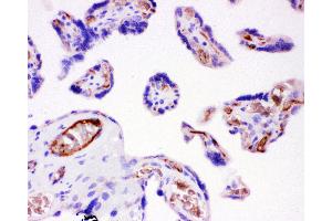 Anti-ITGB1 Picoband antibody,  IHC(P): Human Placenta Tissue (ITGB1 抗体  (AA 527-728))