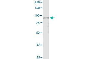Immunoprecipitation of APPL1 transfected lysate using anti-APPL1 MaxPab rabbit polyclonal antibody and Protein A Magnetic Bead , and immunoblotted with APPL MaxPab mouse polyclonal antibody (B01) .