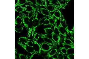 Confocal Immunofluorescence image of HeLa cells using Cytochrome C Mouse Monoclonal Antibody (6H2. (Cytochrome C 抗体)
