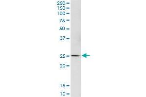 GSTA4 MaxPab polyclonal antibody. (GSTA4 抗体  (AA 1-222))