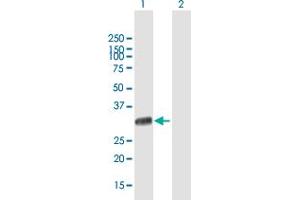 Western Blot analysis of UNC119 expression in transfected 293T cell line by UNC119 MaxPab polyclonal antibody. (UNC119 抗体  (AA 1-240))